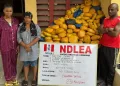NDLEA Intercepts Saudi, UK-bound Cocaine in Lipsticks, Property Title Documents